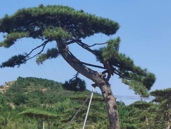 萊蕪造型油松造林選地很重要，撫育管理要記牢！