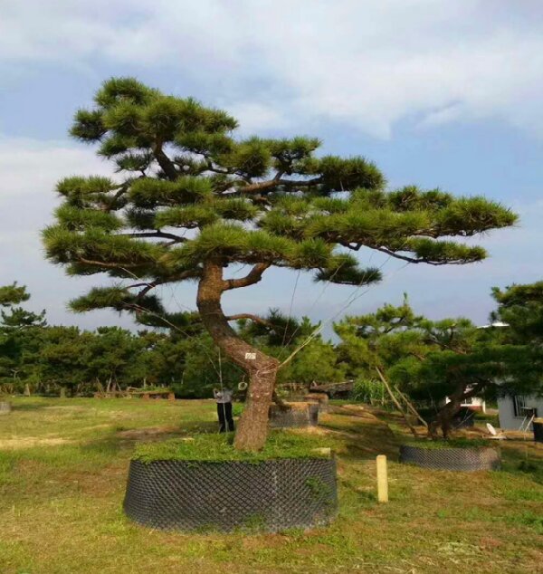 萊蕪造型黑松如何栽植才能生長(zhǎng)良好？